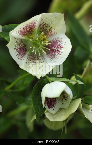 Gros plan des hellébores blancs avec des taches/taches roses fleuries en avril sur un fond vert flou, Angleterre, Royaume-Uni Banque D'Images