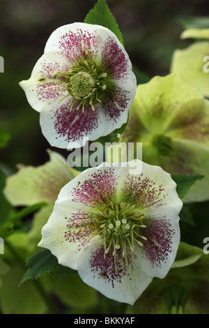 Gros plan des hellébores blancs avec des taches/taches roses fleuries en avril sur un fond vert flou, Angleterre, Royaume-Uni Banque D'Images