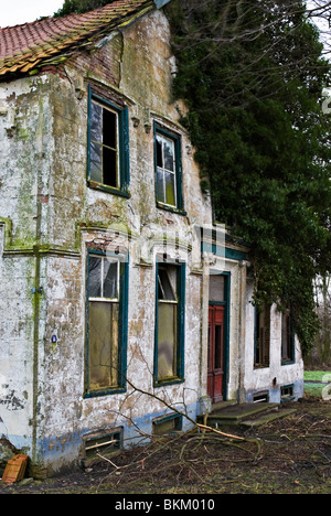 Maison abandonnée envahie par arbre. Province de Groningue, Pays-Bas Banque D'Images