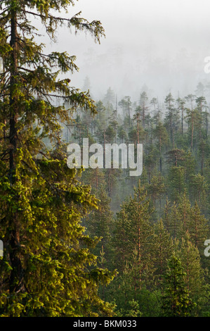Fogy forêts de sapins et la brume sur une distance, en Carélie, Russie Banque D'Images
