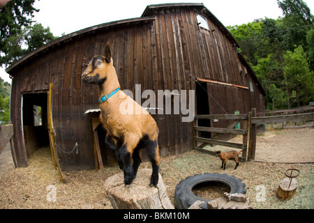 La chèvre domestique (Capra aegagrus hircus) Banque D'Images