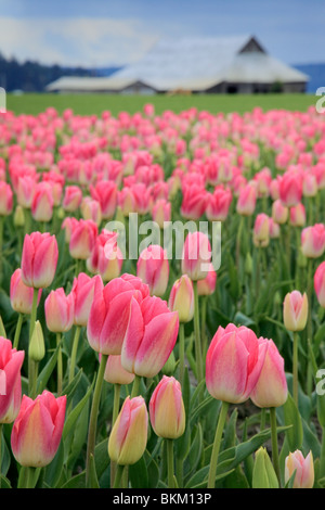 Les tulipes dans Skagit Valley pendant la Festival des tulipes Banque D'Images