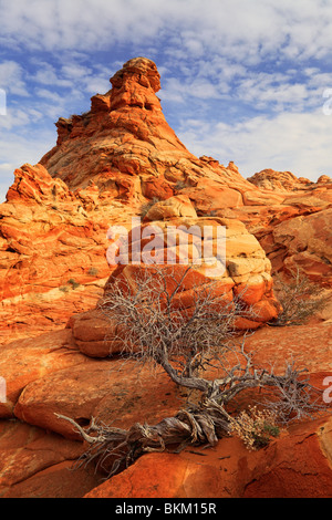 Genévrier mort contraste avec un mur de grès, à Vermilion Cliffs National Monument, Arizona Banque D'Images