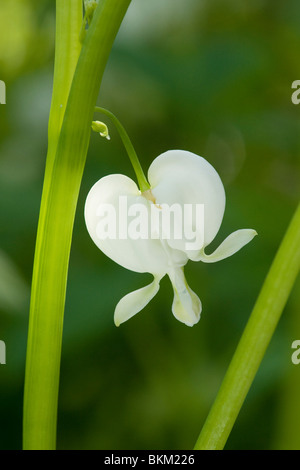 Dicentra spectabilis alba Banque D'Images