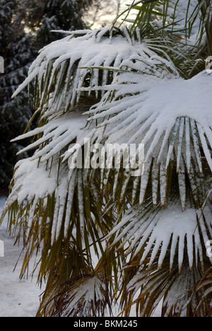 Neige sur un Palm plante dans le Royal Botanic Garden, Édimbourg, Écosse. Banque D'Images