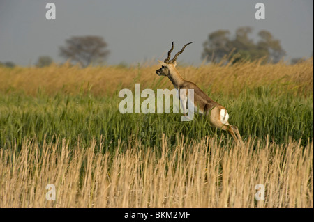 Antilope cervicapra Blackbuck, sautant d'un champ, l'Inde Banque D'Images