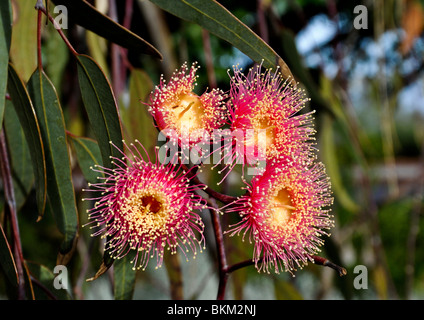 Fleurs rouge-rosé attrayant d'Eucalyptus Caesia végétaux à feuillage vert profond se trouvent dans les jardins de l'ouest de l'Australie. Banque D'Images