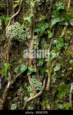 Mousses et lichens épiphytes de lierre grimpant tronc de l'arbre dans la nouvelle forêt. Banque D'Images