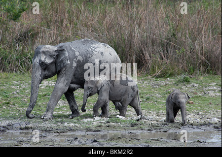 L'éléphant d'Asie, Elephas maximus, mère de bébés Parc national de Kaziranga, Inde Banque D'Images