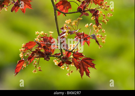 Les nouvelles feuilles et fleurs d'un érable rouge, Acer platanoides Crimson King Banque D'Images