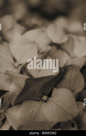 Vue rapprochée de la fleur Hortensia (Hydrangea macrophylla). Banque D'Images