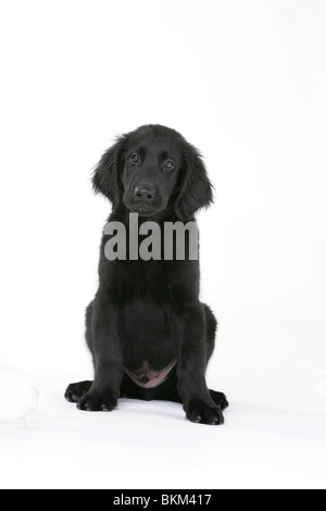 Flat Coated Retriever puppy Banque D'Images