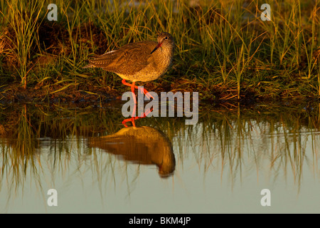 Chevalier gambette (Tringa totanus) Standing In River Banque D'Images