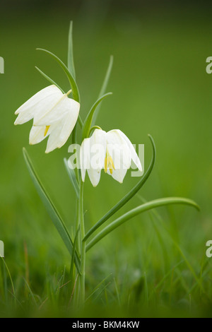 Tête du serpent fritillary (Fritillaria Meleagris var. unicolor subvar. alba) Banque D'Images