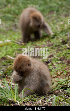 Deux macaques japonais (un mineur dans l'avant-plan) fourrage pour le premier printemps verts autour de Kamikochi, Japon Banque D'Images