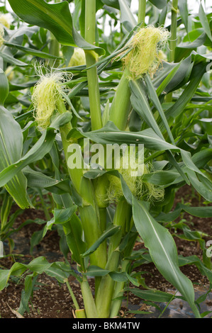 Maïs doux dans un marché en pleine croissance dans le jardin Kawasaki, dans la banlieue de Tokyo, Japon Banque D'Images