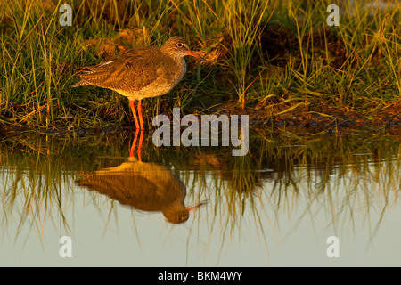 Chevalier gambette (Tringa totanus) Standing In River Banque D'Images