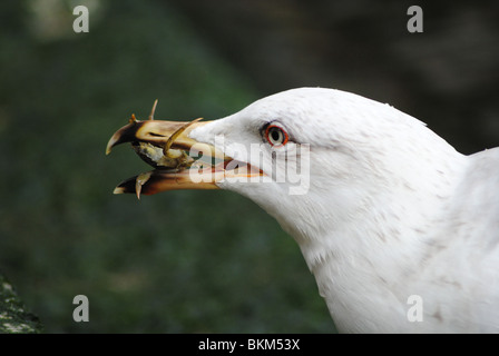 (Seagull Goéland argenté) crabe manger Banque D'Images