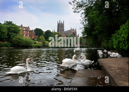 La Cathédrale de Worcester sur les rives du fleuve Severn UK Worcestershire Banque D'Images