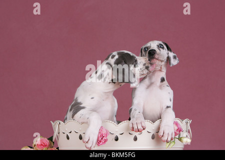 Chiots Dogue Allemand Banque D'Images