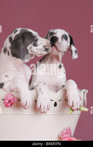 Chiots Dogue Allemand Banque D'Images