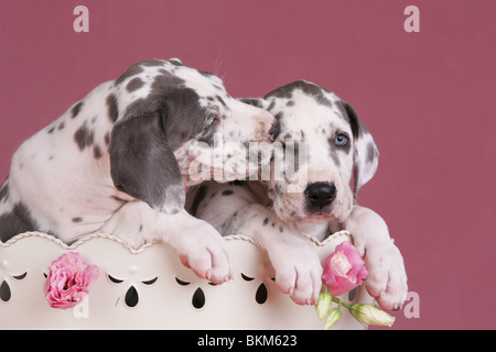 Chiots Dogue Allemand Banque D'Images