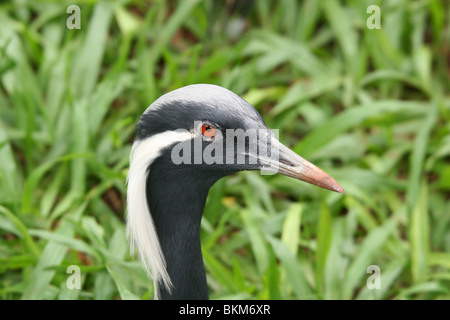 Grue demoiselle (Anthropoides virgo), de l'Asie centrale, a trouvé ici dans le Parc des Oiseaux, chutes d'Iguaçu, Brésil Banque D'Images