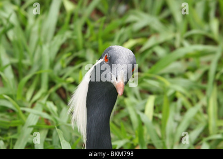 Grue demoiselle (Anthropoides virgo), de l'Asie centrale, a trouvé ici dans le Parc des Oiseaux, chutes d'Iguaçu, Brésil Banque D'Images