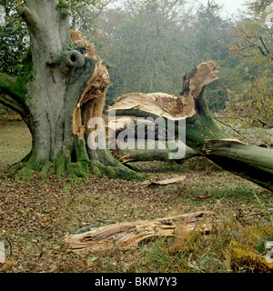 La tempête 16 octobre 1987, dans l'ancien hêtre à New Forest, Hampshire Banque D'Images