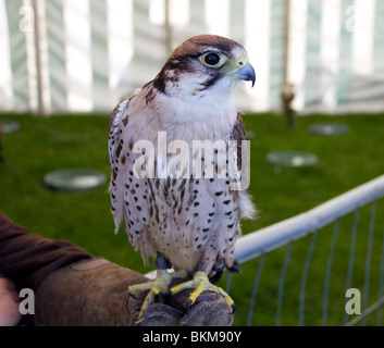 Close up et portrait d'un Faucon Lanier assis sur la main de M. Falconer Banque D'Images