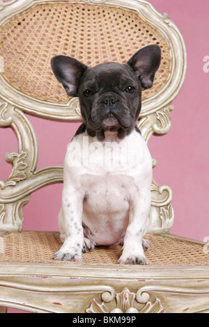 Bouledogue français sur la présidence Banque D'Images