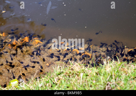 Les têtards nageant dans un étang. Le stade larvaire aquatique d'un amphibien, comme une grenouille ou crapaud. Wimbledon, London England UK. Banque D'Images