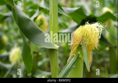 Maïs doux dans un marché en pleine croissance dans le jardin Kawasaki, dans la banlieue de Tokyo, Japon Banque D'Images