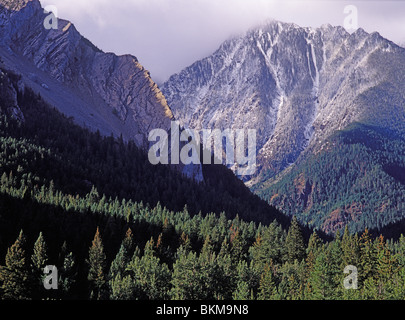 Saupoudré de neige et les pics de l'épinette mixte vert et les forêts de pins de l'Absaroka Mountains dans le comté de Park, Montana, USA Banque D'Images