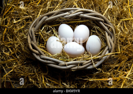 Panier d'oeufs frais de la ferme Bio de canard naturel gamme oeufs dans le panier en osier rustique à duck house sur l'affichage pour la vente Banque D'Images