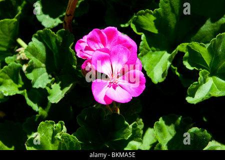 Fleurs (géraniums) Banque D'Images
