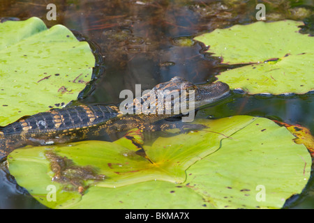 Un jeune au refuge national Okefenokee alligator Banque D'Images