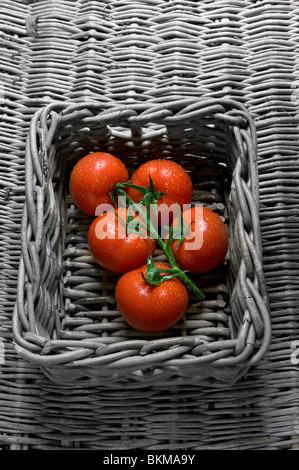 Les tomates de vigne fraîchement cueilli lavé les tomates biologiques sur la vigne dans panier en osier Banque D'Images