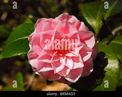 Camellia rose double formel. Banque D'Images