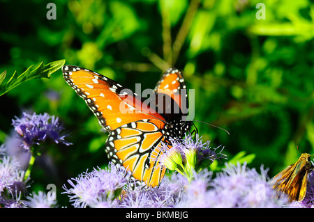 Alimentation papillon reine sur une fleur Banque D'Images