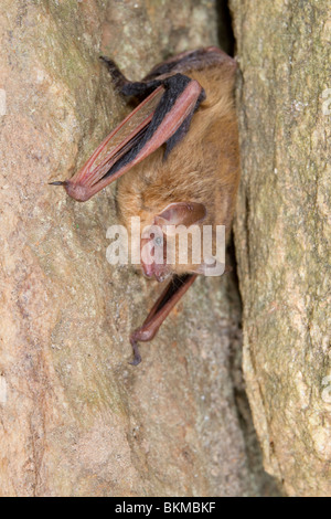 Tricolore bat, ou de l'Est (Pipistrellus subflavus) [Perimyotis], Georgia, USA. Banque D'Images