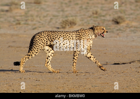 Le harcèlement criminel Guépard (Acinonyx jubatus), Kgalagadi Transfrontier Park, Afrique du Sud Banque D'Images