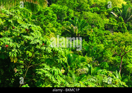 Décor de jungle tropicale à côte Pacifique du Mexique Banque D'Images