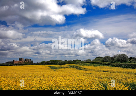 L'huile de colza sur le terrain de l'usine Château de Bamburgh North village Bamburgh Côte de Northumbrie Northumbrie en Angleterre Banque D'Images