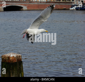 Goélands adultes décollant de poster le long de la rivière Amstel, avec aile complètement ouverte Banque D'Images