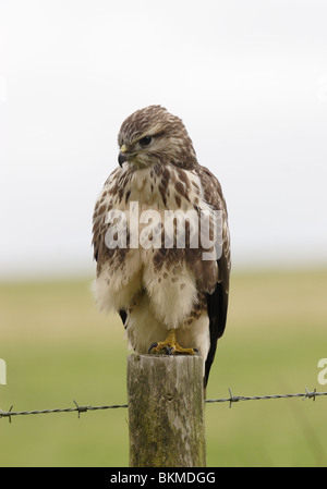 Buse variable Buteo buteo,sur fencepost,Cornwall,Royaume-Uni. Banque D'Images