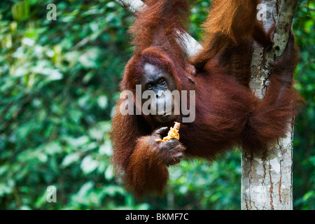 Un orang-outan (Pongo pygmaeus) se nourrissant de fruits à Semenngoh Wildlife Centre. Kuching, Sarawak, Bornéo, Malaisie. Banque D'Images