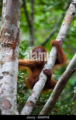 Bébé orang-outan (Pongo pygmaeus) à l'Semenngoh Wildlife Centre. Kuching, Sarawak, Bornéo, Malaisie. Banque D'Images