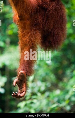 La jambe d'un orang-outan (Pongo pygmaeus) est suspendu dans l'air. Semenngoh Wildlife Centre, Kuching, Sarawak, Bornéo, Malaisie. Banque D'Images