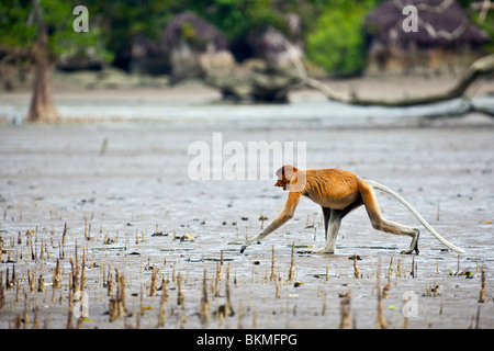 Proboscis Monkey (Nasalis larvatus) marchant sur les vasières de la mangrove dans le parc national de Bako. Kuching, Sarawak, Bornéo, Malaisie. Banque D'Images